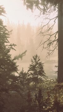 In a forest during the early morning, mist rises from the water. Trees surround the area, creating a natural scene. The atmosphere shows a quiet moment in nature.