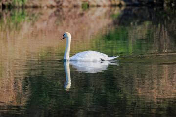 Fototapeta premium beautiful white swan floating on calm water