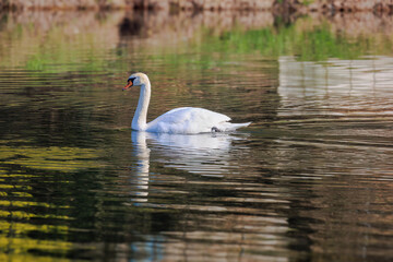 Fototapeta premium beautiful white swan floating on calm water