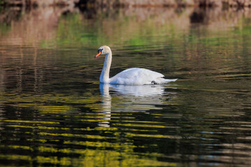 Fototapeta premium beautiful white swan floating on calm water