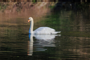 Fototapeta premium beautiful white swan floating on calm water