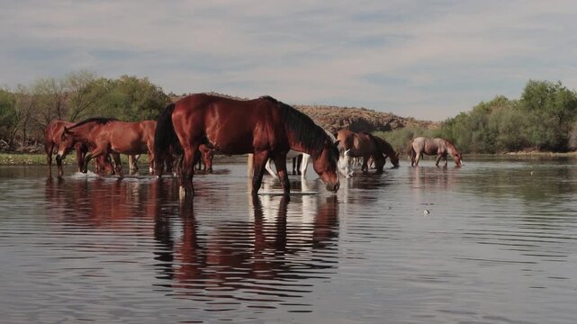 Wild Horses Peacefully Drinking And Wading On The Salt River In Arizona 