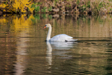 Naklejka premium beautiful white swan floating on calm water