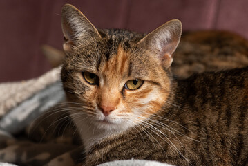 Close-up shot of a cat with vibrant green eyes