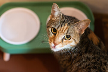 Adorable cat sitting beside food bowls calmly