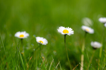 Bellis perennis daisies blooming in green grass with morning dew © James Nature Pics