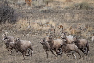 Bighorn Sheep on the Run in Montana