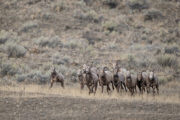 Bighorn Sheep on the Run in Montana © Christine