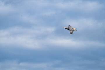 Fototapeta premium Northern fulmar (Fulmarus glacialis) flying above Alkhornet, Svalbard, Norway
