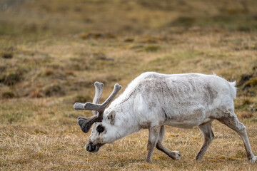 Svalbard reindeer (Rangifer tarandus platyrhynchus) walking on a plain at Alkhornet, Svalbard, Norway © Angela