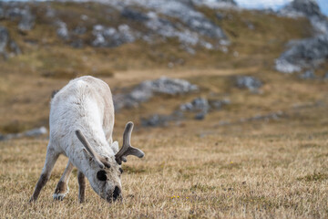 Svalbard reindeer (Rangifer tarandus platyrhynchus) grazing on a dry plain at Alkhornet, Svalbard, Norway © Angela