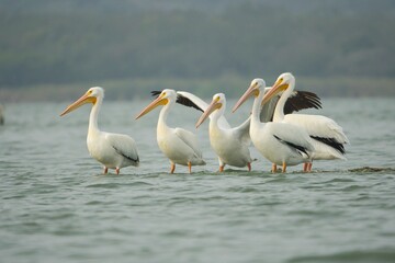Obraz premium AVES PLAYA MEXICANA