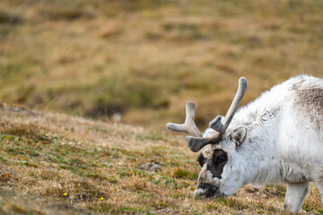 Close up of a Svalbard reindeer (Rangifer tarandus platyrhynchus) grazing at Alkhornet, Svalbard, Norway © Angela