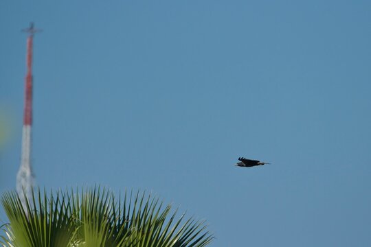 AVES PLAYA MEXICANA