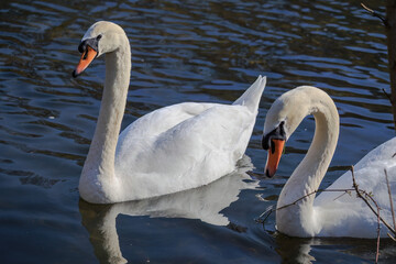 Fototapeta premium beautiful white swan floating on calm water