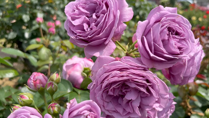Fototapeta premium Photo of beautiful lilac rose flowers in nature in sunny botanical garden. Buds of flowering plants. Picture for notebook cover, copybook, postcard or calendar.