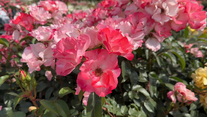 Obraz premium Photo of beautiful pink rose flowers in nature in sunny botanical garden. Buds of flowering plants. Picture for notebook cover, copybook, or calendar. Wild rosehip.