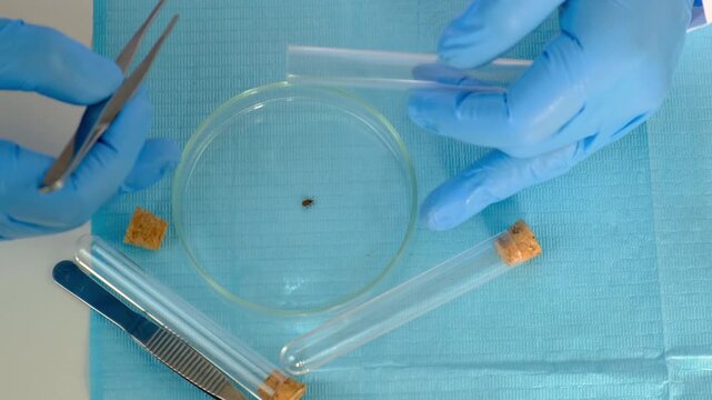 Examine a tick in a lab. Selective focus.