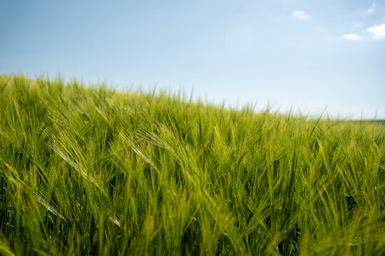 View of a vibrant, sun-drenched field of green crops swaying gently beneath a clear, pale blue sky, creating a serene and picturesque agricultural scene, England, United Kingdom.