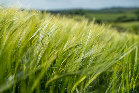 View of a field of green barley shimmers under the soft English sun, with rolling hills in the distance, creating a serene pastoral scene, England, United Kingdom.