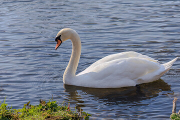 Fototapeta premium beautiful white swan floating on calm water