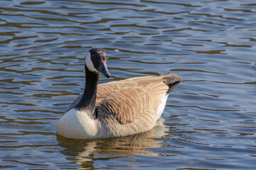 Fototapeta premium Grey wild goose, cute Water Birds Geese