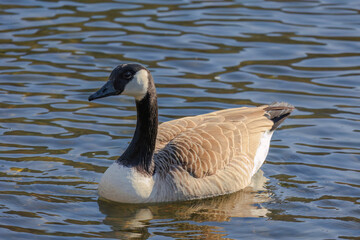 Fototapeta premium Grey wild goose, cute Water Birds Geese