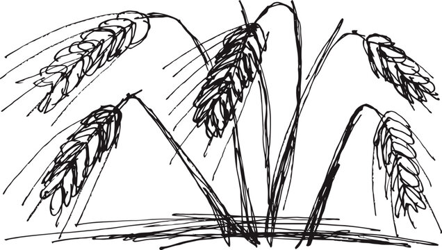 wheat stalks with grains bending over ground agricultural cereal plants and farm crop sketch