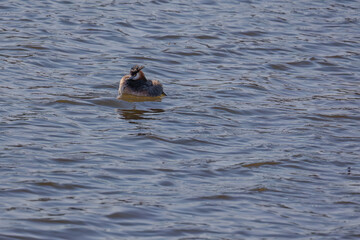 Obraz premium Great crested grebe in its natural habitat swimming in lake