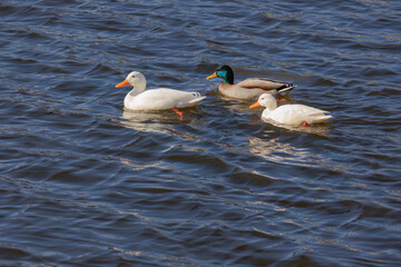 Fototapeta premium A ducks is swimming in a pond.