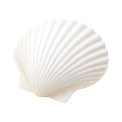 Fototapeta premium Detailed white scallop shell on transparent background