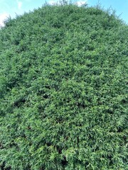 Fototapeta premium green tree in the forest