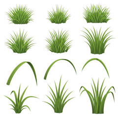Fototapeta premium Collection of stylized green ornamental grasses in various shapes and sizes