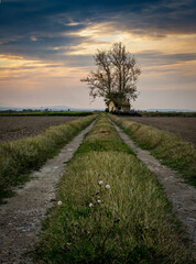 Fototapeta premium Albufera Natural Park in Valencia (Spain)