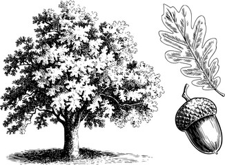 Detailed black and white line of a oak tree with a single oak leaf and acorn nature © Tanmoy