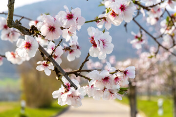 Mandelblüte bei Maikammer, Pfalz