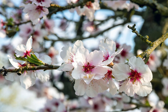 Mandelbl&uuml;te bei Maikammer, Pfalz