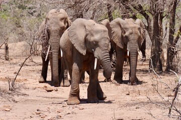 Fototapeta premium Herd of African elephants walking through dry woodland savanna