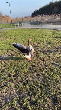 Domestic Gray Goose Walking on Green Grass Near Lake at Sunset