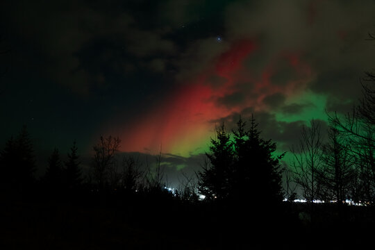 View of the mesmerizing aurora borealis paints the dark Icelandic sky with vibrant strokes of red and green over silhouetted trees, Selfoss, Iceland.