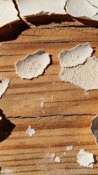 Pale finger entering frame, moving eggshell halves on sunlit wood, revealing texture for food study