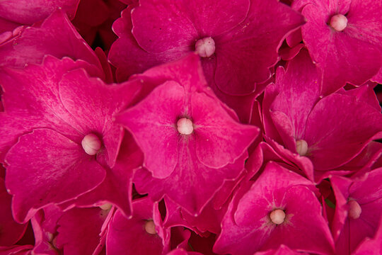 pink hortensia flower clusters - hydrangea 