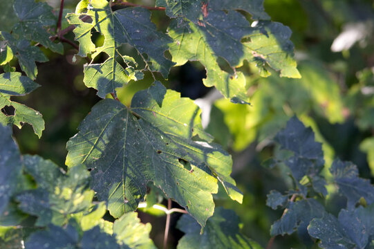 Sunlight shining through leaves on a branch in a forest in the UK on a late summers day
