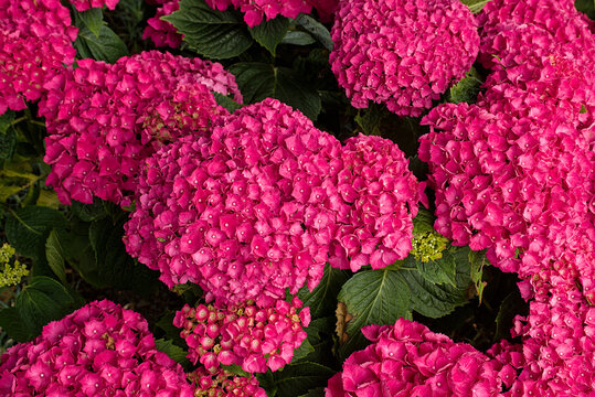 pink hortensia flower clusters - hydrangea 