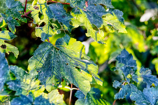 Sunlight shining through leaves on a branch in a forest in the UK on a late summers day
