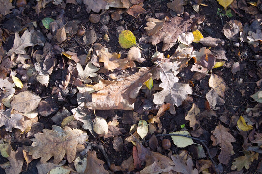 Leave on the floor of a forest on a late summer early autumn morning in the UK