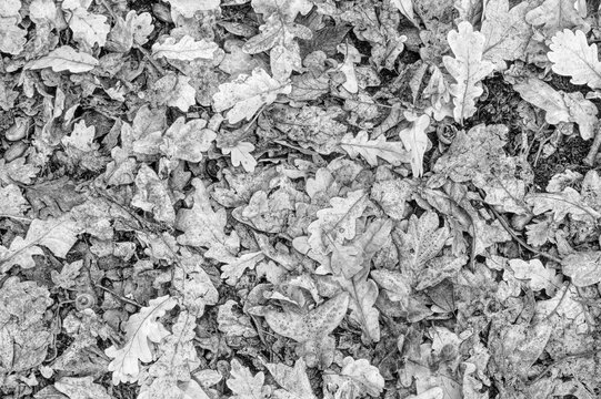 Leave on the floor of a forest on a late summer early autumn morning in the UK