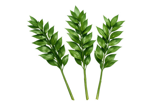 Three green ruscus sprigs on transparent background