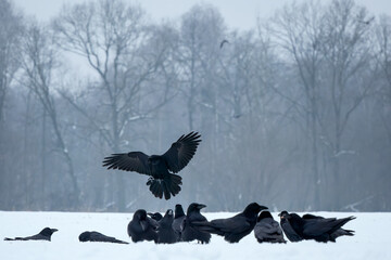 Fototapeta premium Common Raven - Corvus corax, iconic black large bird native to European woodlands and forests, Poland.