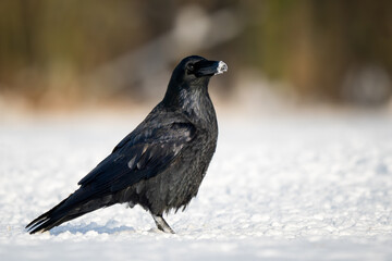Fototapeta premium Common Raven - Corvus corax, iconic black large bird native to European woodlands and forests, Poland.